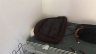 Gdzie się ukryły króliczki? / słodkie miniaturki