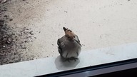 Eurasian Hoope (Upupa epops) sitting behind a glass :-)