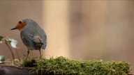 robin, bird, forest