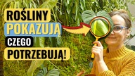 Rozpoznaj PO WYGLĄDZIE, jakie wymagania ma ROŚLINA, której nie znasz!