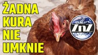 Wielki skok na ... KURNIKI! PiS wprowadza obowiązek rejestracji nawet jednej kury!