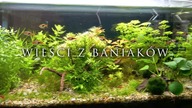 Wieści z baniaków #3