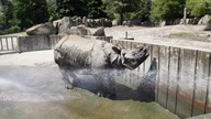 Warszawa zoo nosorożec