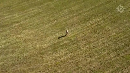 Morderstwa w kraju katarów. (2019)