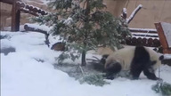 Pandy to najbardziej urocze zwierzęta na świecie