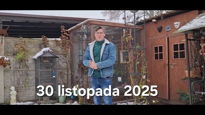 Kurczaki i nowa półka w narzędziowni * 30. 11. 2025