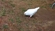 Żona gotuję, gołębnik posprzątany, wiosna pełną parą  #pigeon #egzotyka #birds #fus