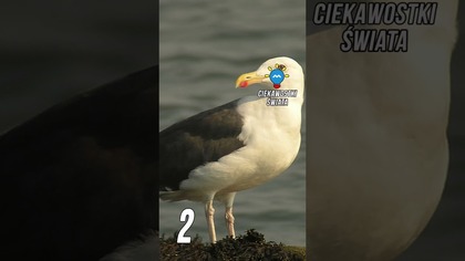 3 CIEKAWOSTKI O MEWACH cz. 2