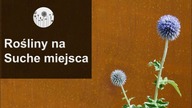 Rośliny ogrodowe odporne na suszę! Kwiaty na słoneczne i suche stanowiska
