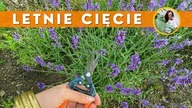 Jak ciąć LAWENDĘ ? Letnie cięcie lawendy