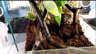 Przekładanie dorosłej samicy Psalmopoeus Cambridgei oraz odnowa terrarium