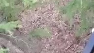 Niedźwiedź wpadł się przywitać