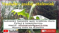 Sadzonki bananowców bananów. Pytajcie w komentarzu, email, fb