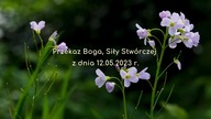 Pokojowe wsp&oacute;łistnienie narod&oacute;w, czym jest?