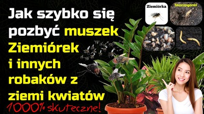 Jak pozbyć się Muszek i szkodników z ziemi Kwiatów | Szybkie sposoby
