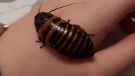 Elliptorhina javanica male 