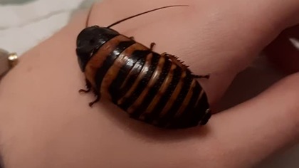 Elliptorhina javanica male 