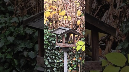 Najlepsza telewizja dla nas i kotków  #ptaki