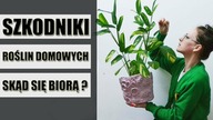 SZKODNIKI roślin domowych - skąd się biorą szkodniki i jak im zapobiegać ?