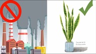 Sansevieria Snake Plant  FILTER & FILL OUR HOME WITH OXYGEN!