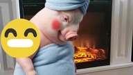 pig shower #pig #fun #true #trueman #życie