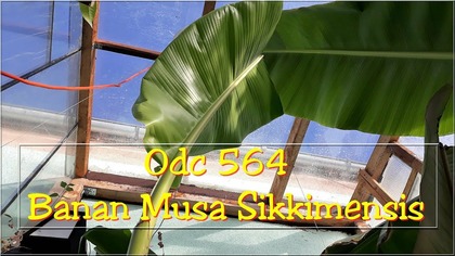  Odc-564-Banan musa sikkimensis red tiger 2019,zimowanie,odrosty,powolna śmierć sadzonki.