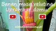 111. Kwitnący bananowiec w domu.  Musa velutina 20. 11. 2015r