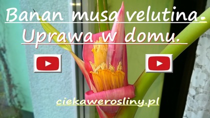 111. Kwitnący bananowiec w domu.  Musa velutina 20. 11. 2015r