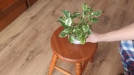 #307 Epipremnum aureum Njoy - jak ukorzenić, posadzić i zadbać o młodą roślinę?