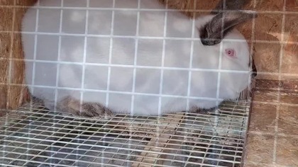 KLATKA DLA KRÓLIKOW Z PŁYTY OSB #króliki