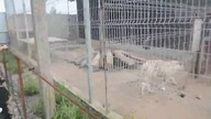 Zooparkas z białymi tygrysami, lwami i małpkami na Litwie.