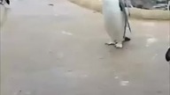 pingwiny szaleją haha zasubskrybuj