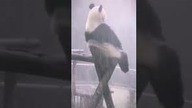 Czasem i na pandę  deszcz pada #shorts