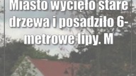 Miasto wycięło stare drzewa i posadziło 6-metrowe lipy.  Mieszkańcy: One usychają!