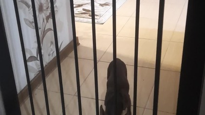 Tolek za kratkami #chihuahua