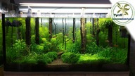 180l akwarium naturalne.