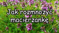 Jak rozmnożyć macierzankę.