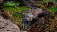 Przeprowadzka 2x M. balfouri ORAZ aranżacja terrarium !