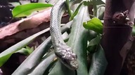 Elephant Trunk Snake pair at the zoo 