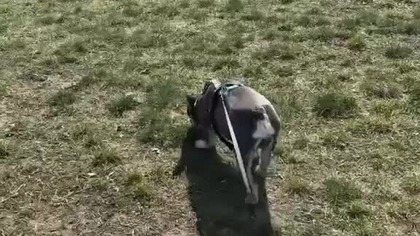 Poranne wiadomości, wywąchane.