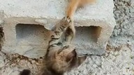 Amazing kittens # 1