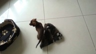 Śmieszny jamnik / funny dachshund
