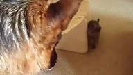 Afera vs Tyson
