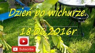 145.  Rośliny egzotyczne.  Dzień po wichurze 18 06 2016r