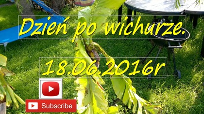 145.  Rośliny egzotyczne.  Dzień po wichurze 18 06 2016r