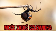 ŚMIERTELNE NIEBEZPIECZEŃSTWO i 5 dni w DZICZY  CHORWACJA SPECIAL #2 [4k]