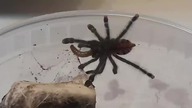 A short clip of Avicularia eating a mealworm 