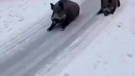 Ale jazda  AI ale dobre