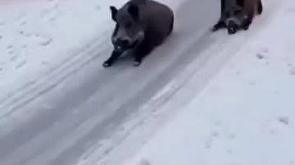 Ale jazda  AI ale dobre