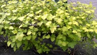 #91 Pęcherznica kalinolistna (physocarpus opulifolius) na żywopłot - jak ukorzenić pęcherznicę?